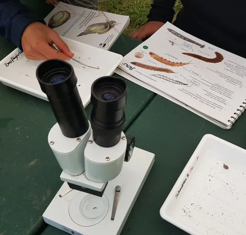 Zwei Personen arbeiten an einem grünen Tisch mit einem Mikroskop, Bestimmungsbüchern und Probierschalen.