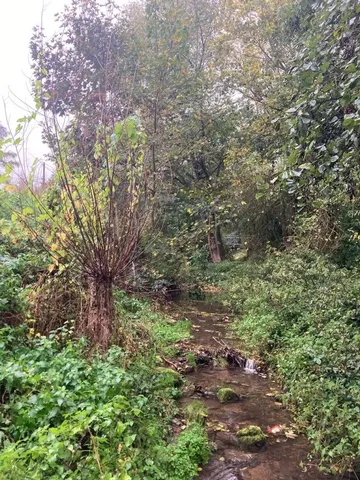 Kleiner Bach fließt durch eine grüne, dicht bewachsene Waldlandschaft.