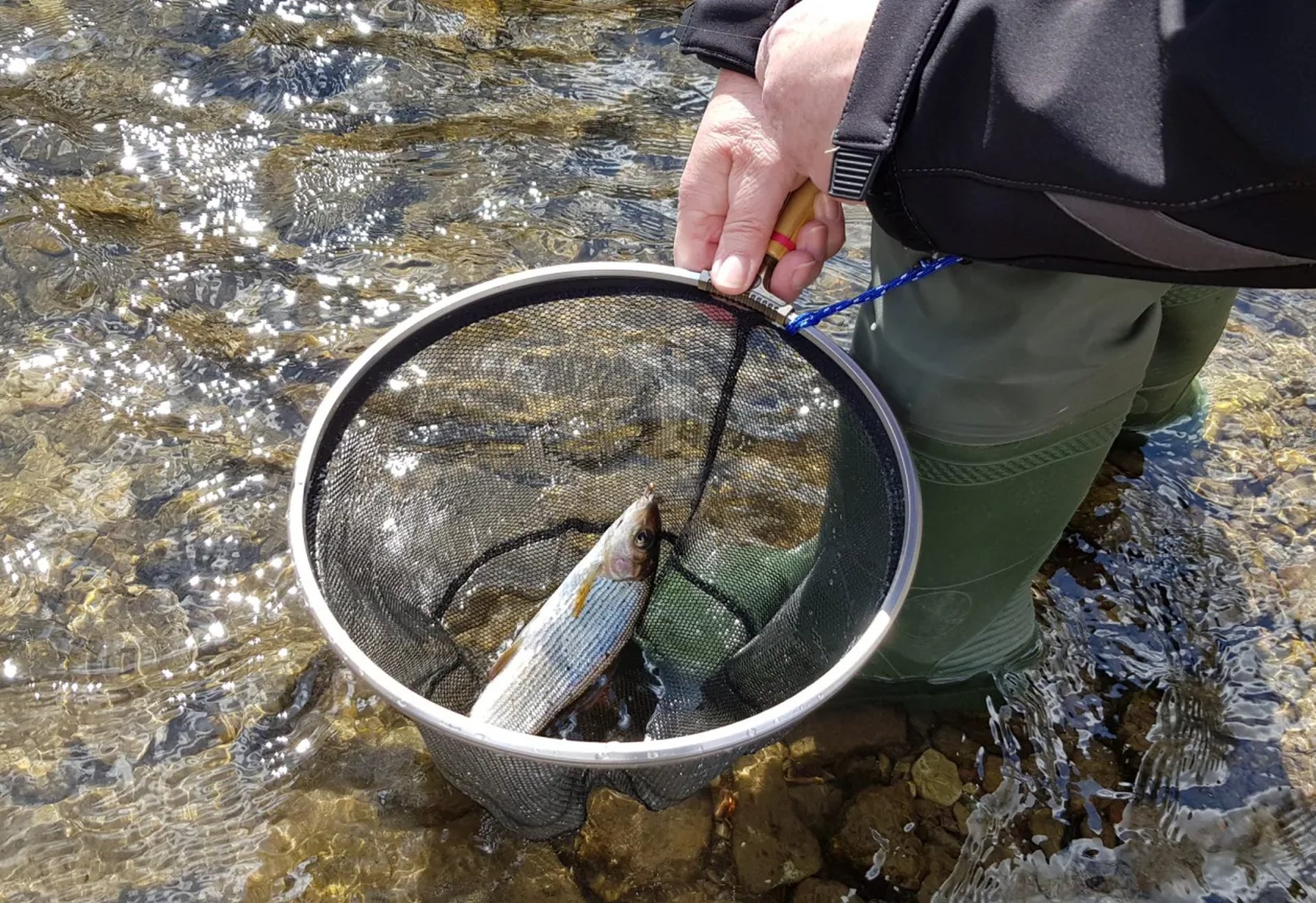 Eine Person hält einen Kescher mit einem gefangenen Fisch in einem klaren Fluss.