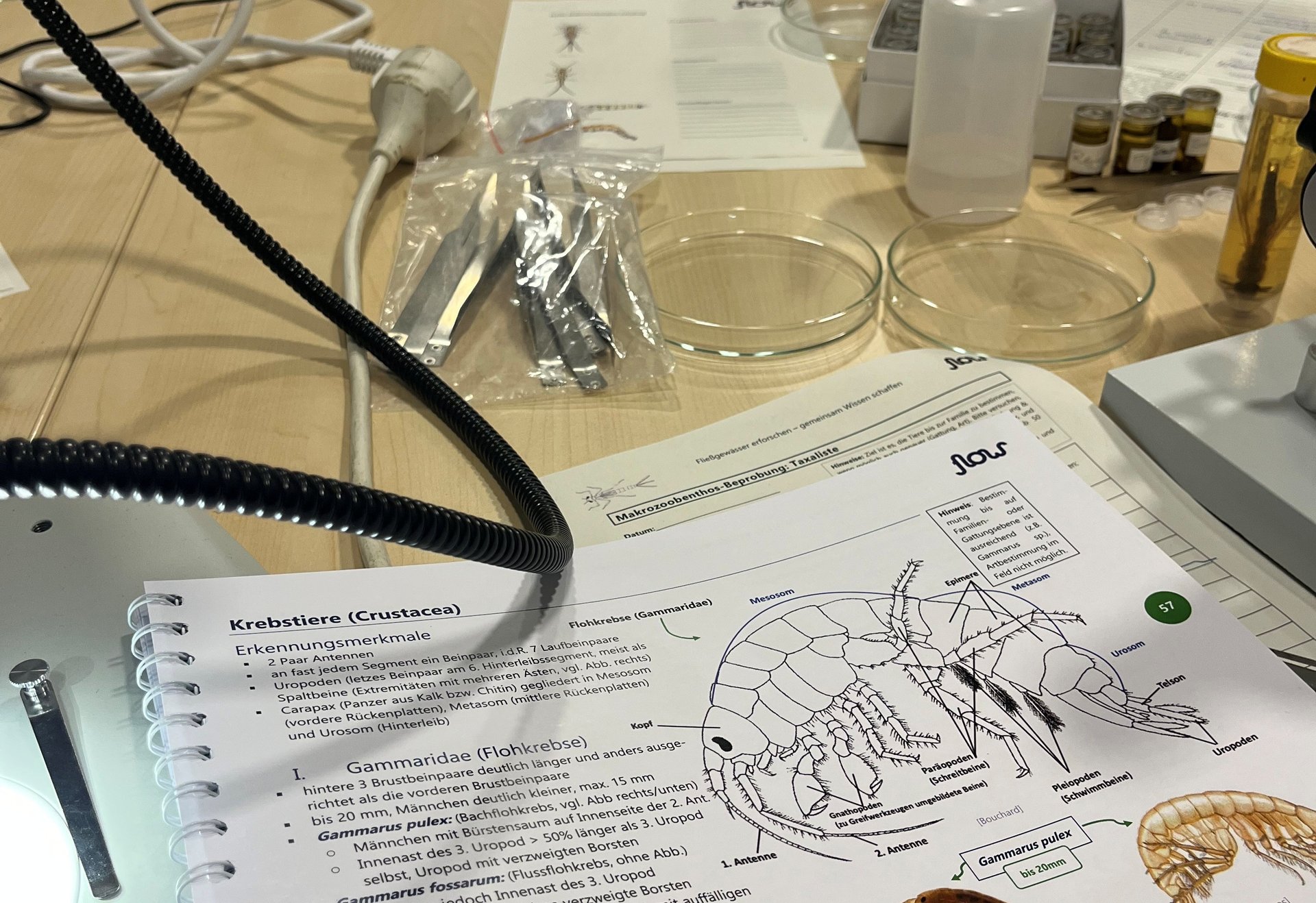 Ein aufgeschlagenes Bestimmungsbuch mit Illustrationen von Krebstieren liegt auf einem Labortisch, umgeben von Petri-Schalen, Pinzetten, Laborutensilien und einem Binokular.