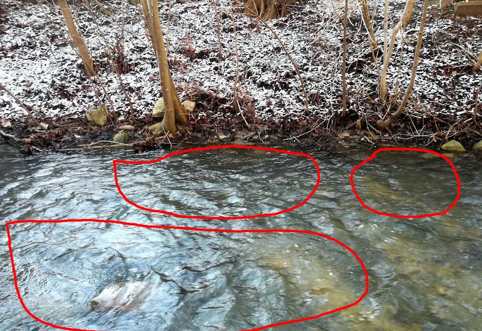 Ein Bach mit klarem Wasser, an dessen Ufer Bäume stehen; am Boden liegt etwas Schnee. Im Wasser sind drei Bereiche mit roter Linie markiert.