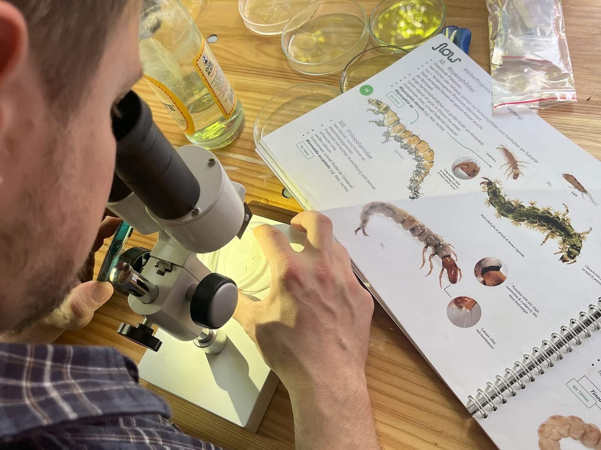 Ein Mensch betrachtet unter einem Mikroskop eine Probe auf einem Holztisch, daneben liegt ein aufgeschlagenes Bestimmungsbuch mit Abbildungen von Köcherfliegen.