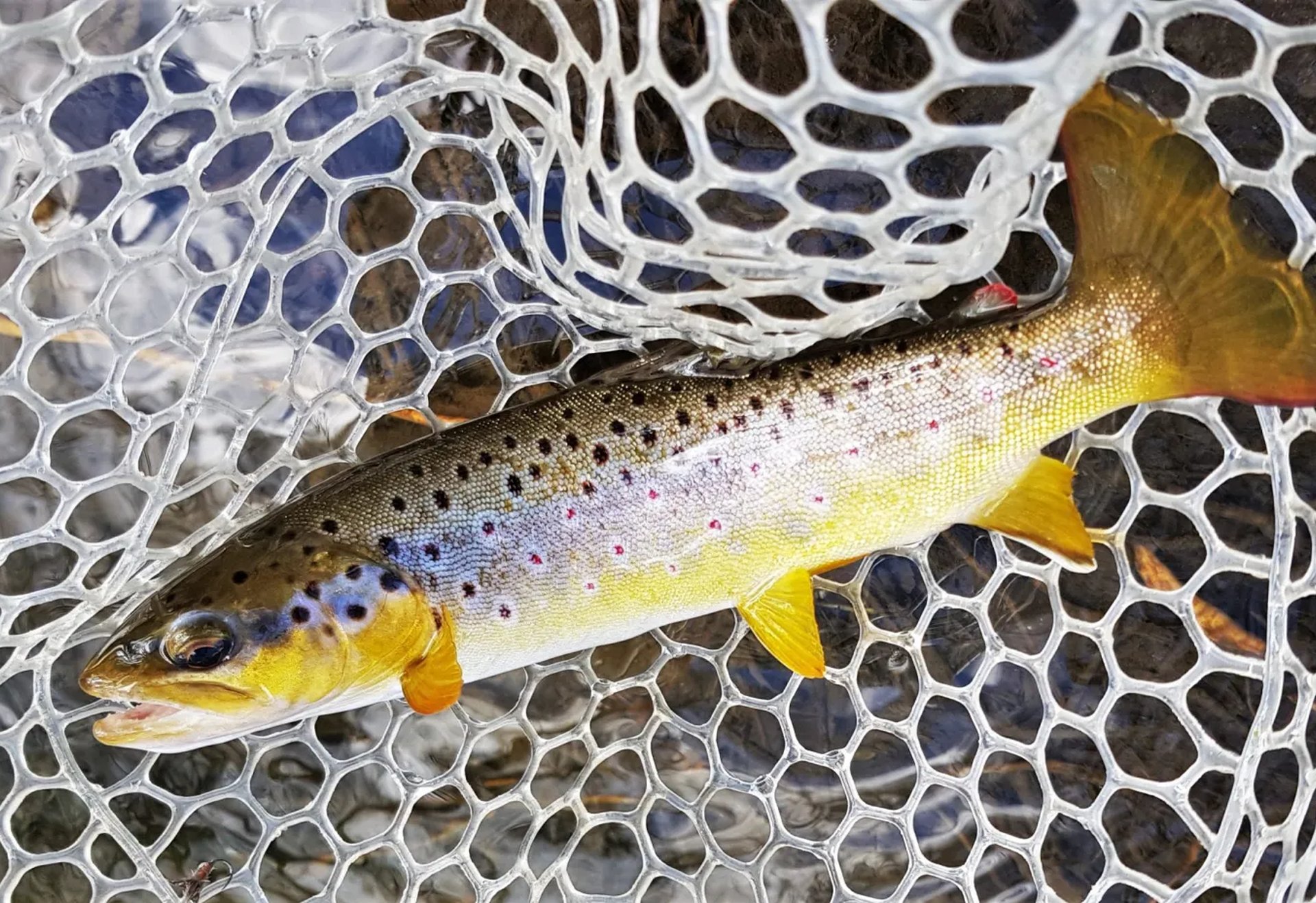 Eine Forelle liegt in einem weißen Kescher.