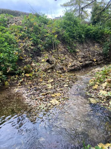 Ein kleiner Bach fließt durch eine bewachsene Böschung, bedeckt mit zahlreichen Herbstblättern.