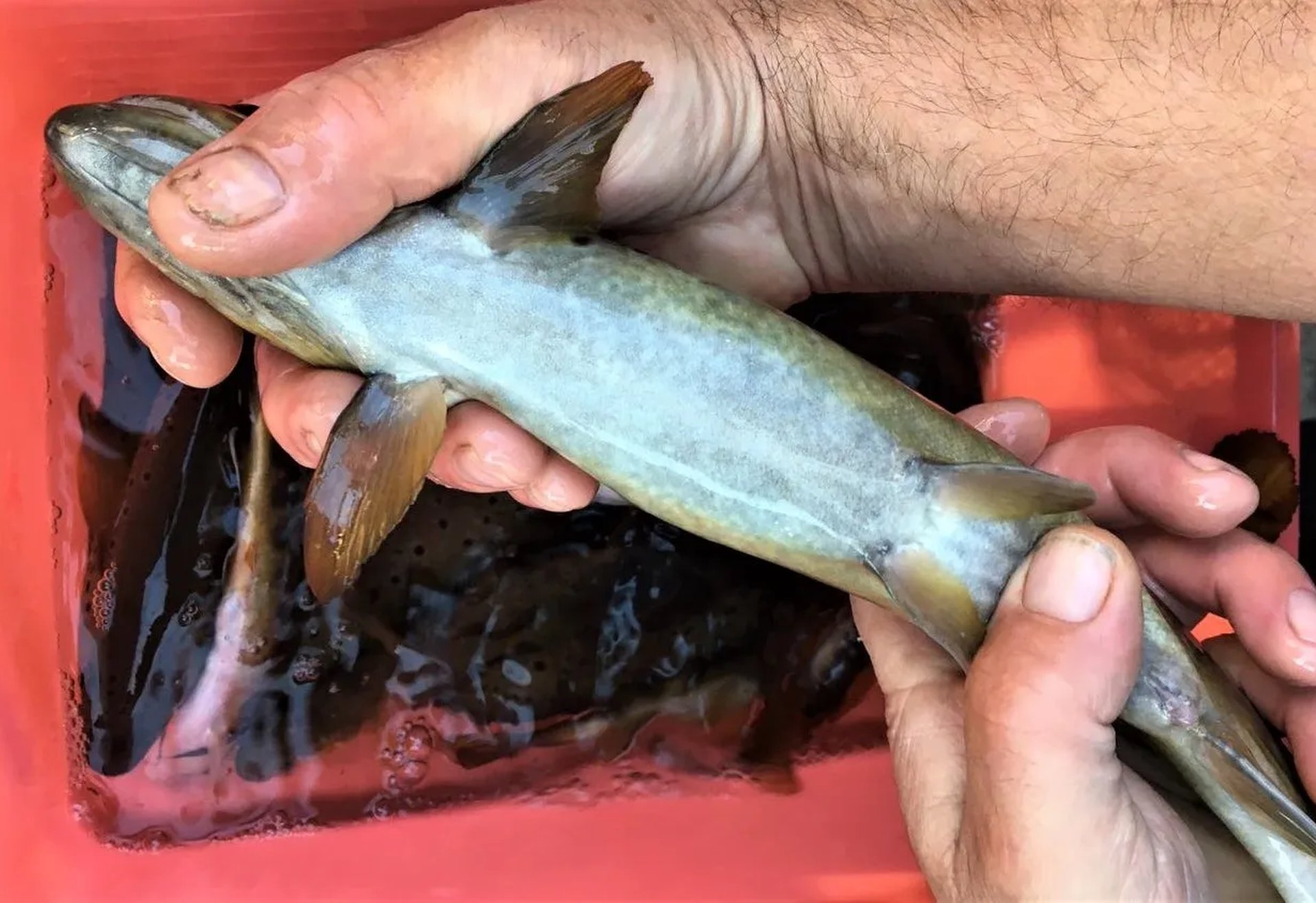 Eine Person hält einen Fisch über einem roten Behälter mit Wasser.