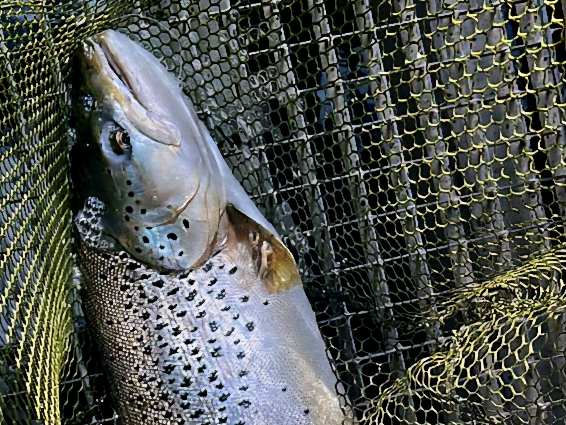 Eine Meerforelle liegt in einem grünen Fischernetz.