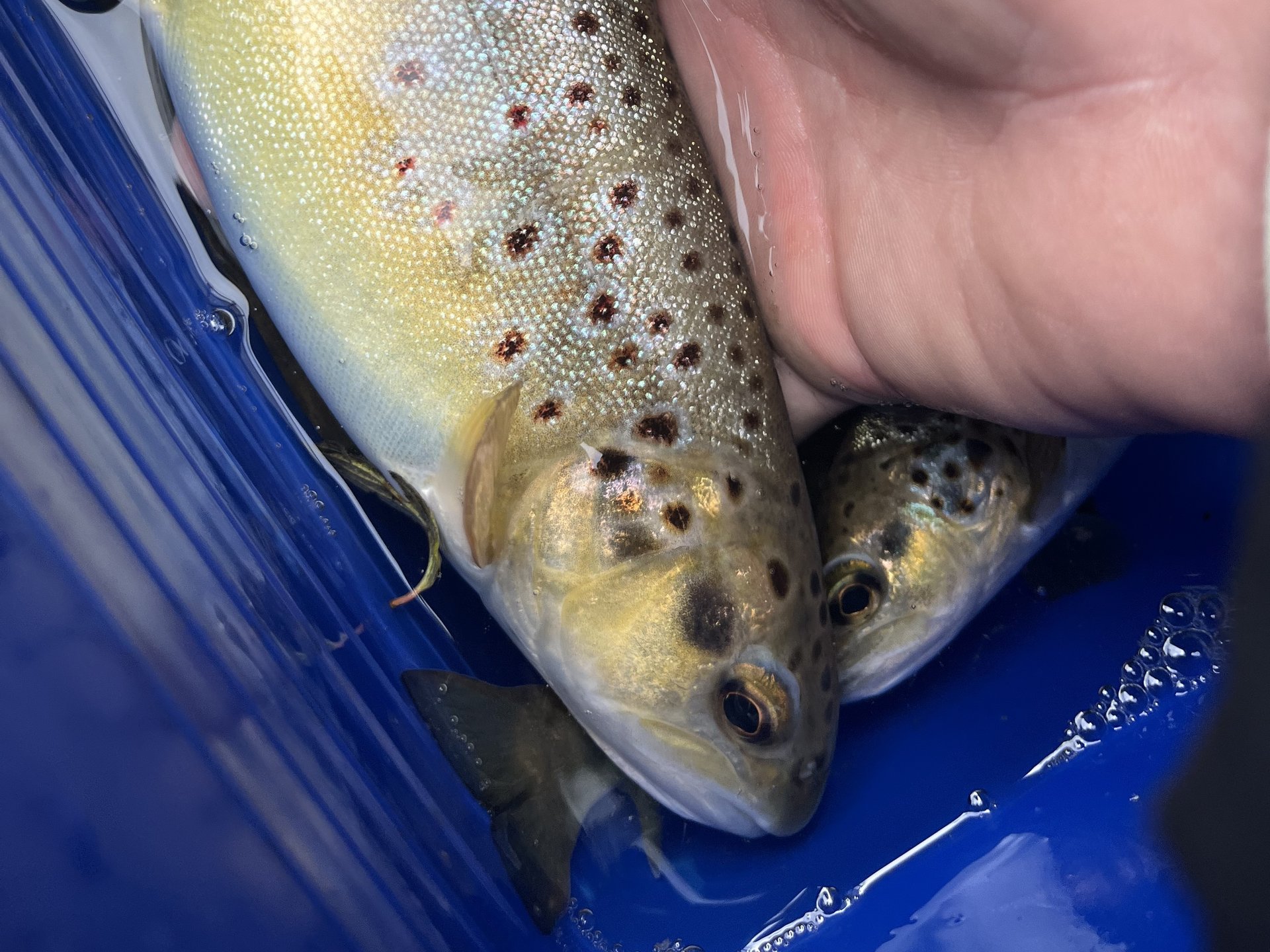 Eine Hand hält vorsichtig eine Bachforelle im Wasser. Der Fisch zeigt sein goldbraunes Schuppenkleid mit roten Punkten. Im Hintergrund sind Blätter und weitere Fische im Wasser zu erkennen.
