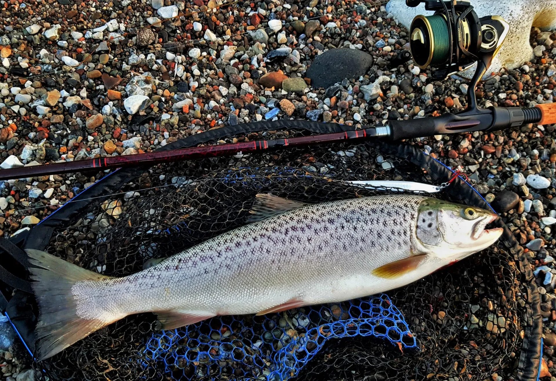 Eine gefangene Forelle liegt auf einem Kiesstrand in einem Kescher, darüber eine Angelrute.