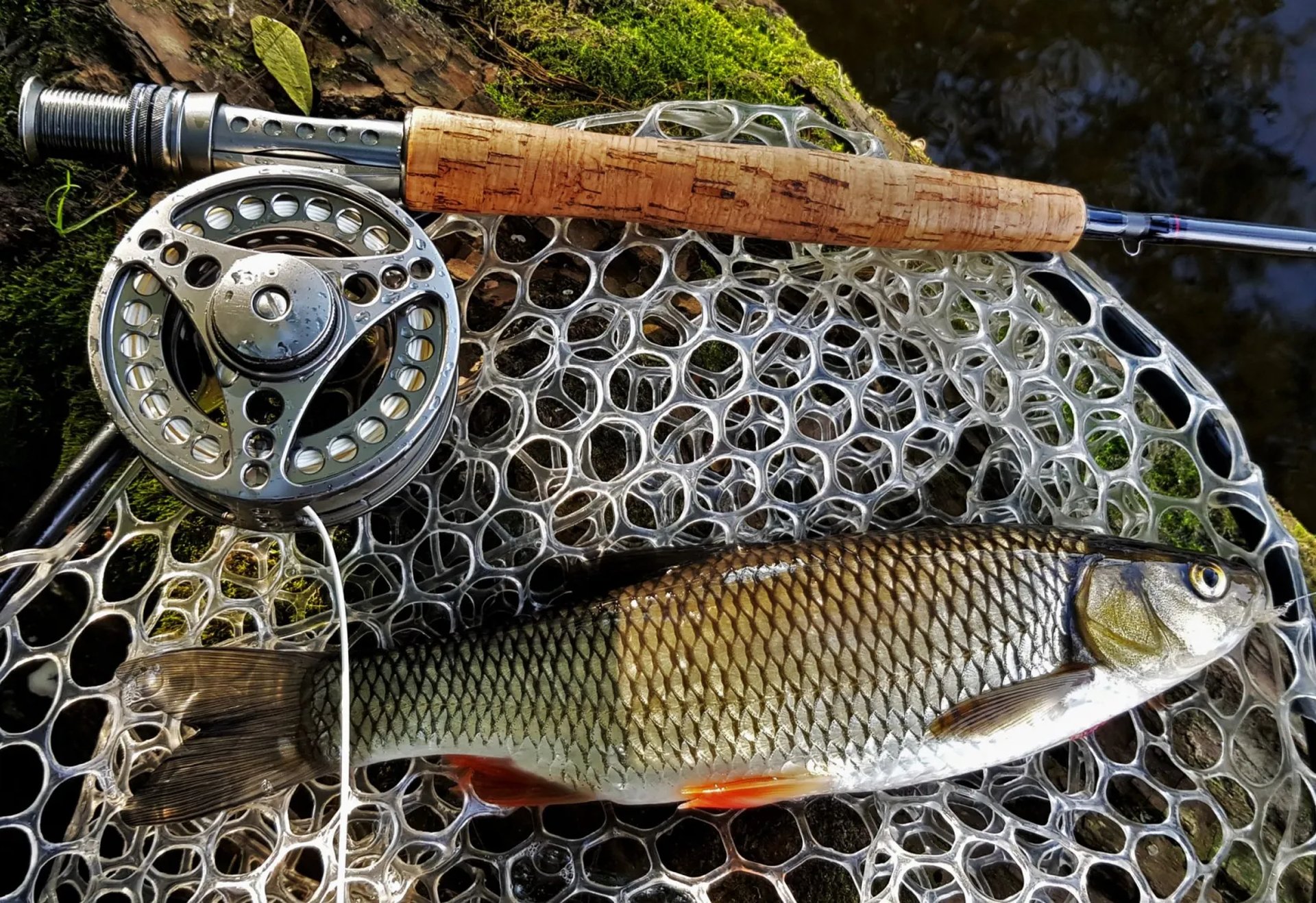 Ein frisch gefangener Fisch liegt in einem Kescher neben einer Fliegenrute am Ufer.