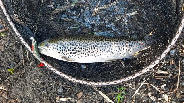 Forelle mit Angelhaken im Maul liegt in einem Kescher auf dem Boden.