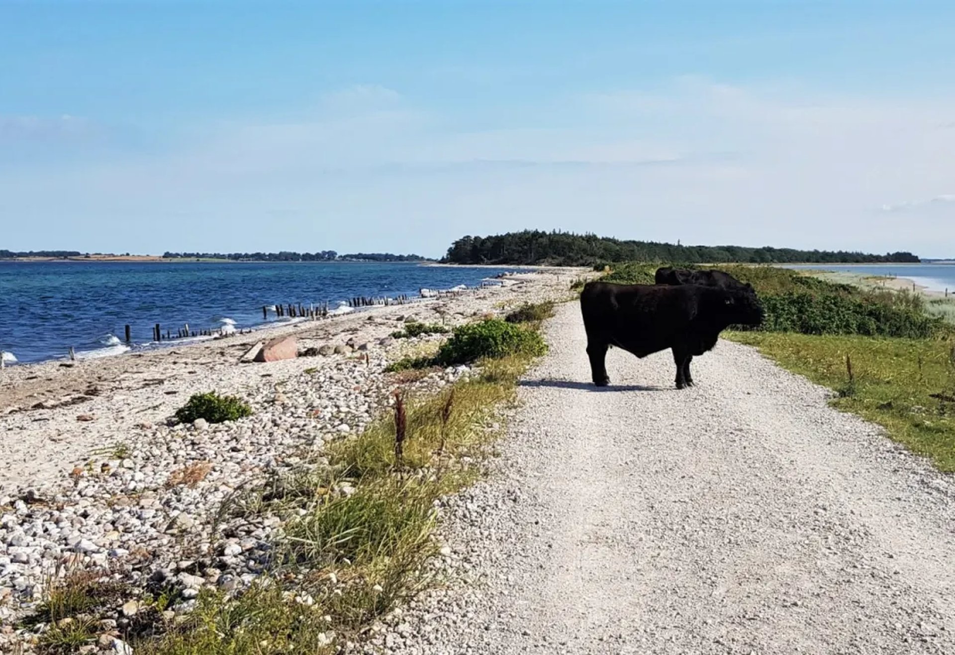 Eine schwarze Kuh steht auf einem schmalen Weg zwischen Meer und Wiese.