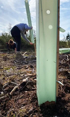 Zwei Personen pflanzen junge Bäume im Freien und befestigen grüne Kunststoffschützer um die Setzlinge.
