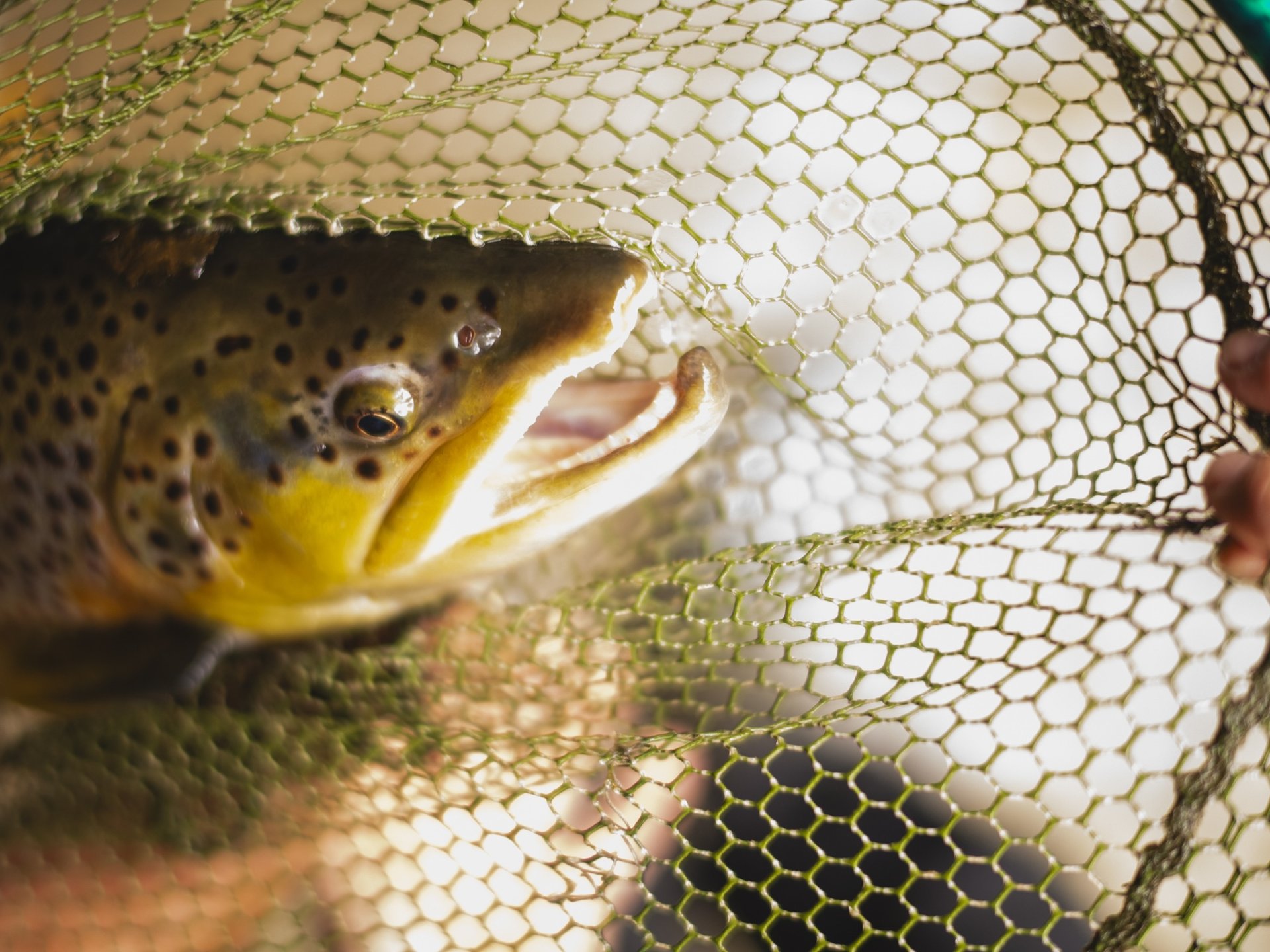 Nahaufnahme einer Bachforelle in einem Kescher. Das Fischmaul ist leicht geöffnet, während Hände den Kescher halten. Das warme Gegenlicht hebt die Struktur des Netzes hervor.