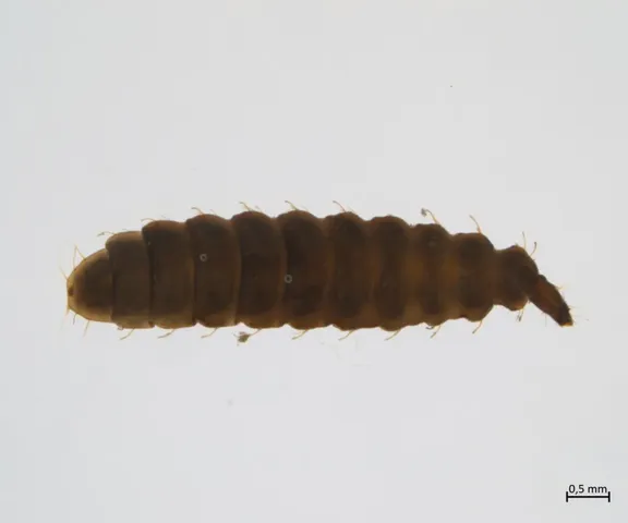 Eine kleine, braune Larve mit segmentiertem Körper auf hellem Hintergrund.