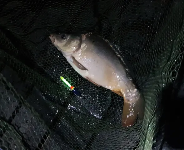 Ein Fisch liegt in einem Kescher neben einer bunten Pose.