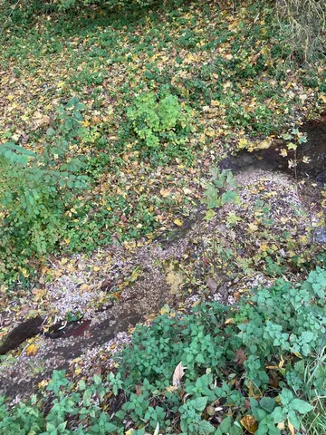 Blick auf einen kleinen Bachlauf, umgeben von grünem Gebüsch und herabgefallenen Herbstblättern.