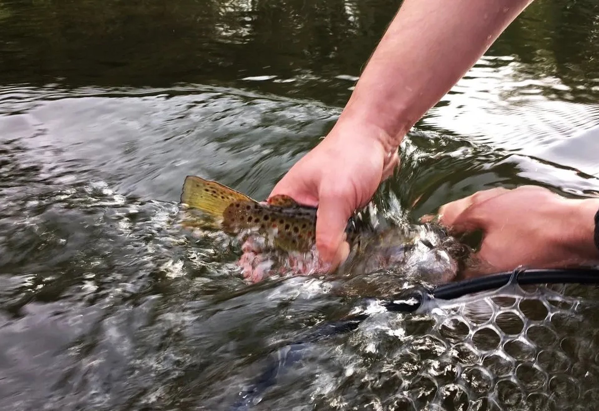 Eine Person setzt eine Forelle vorsichtig ins Wasser zurück.