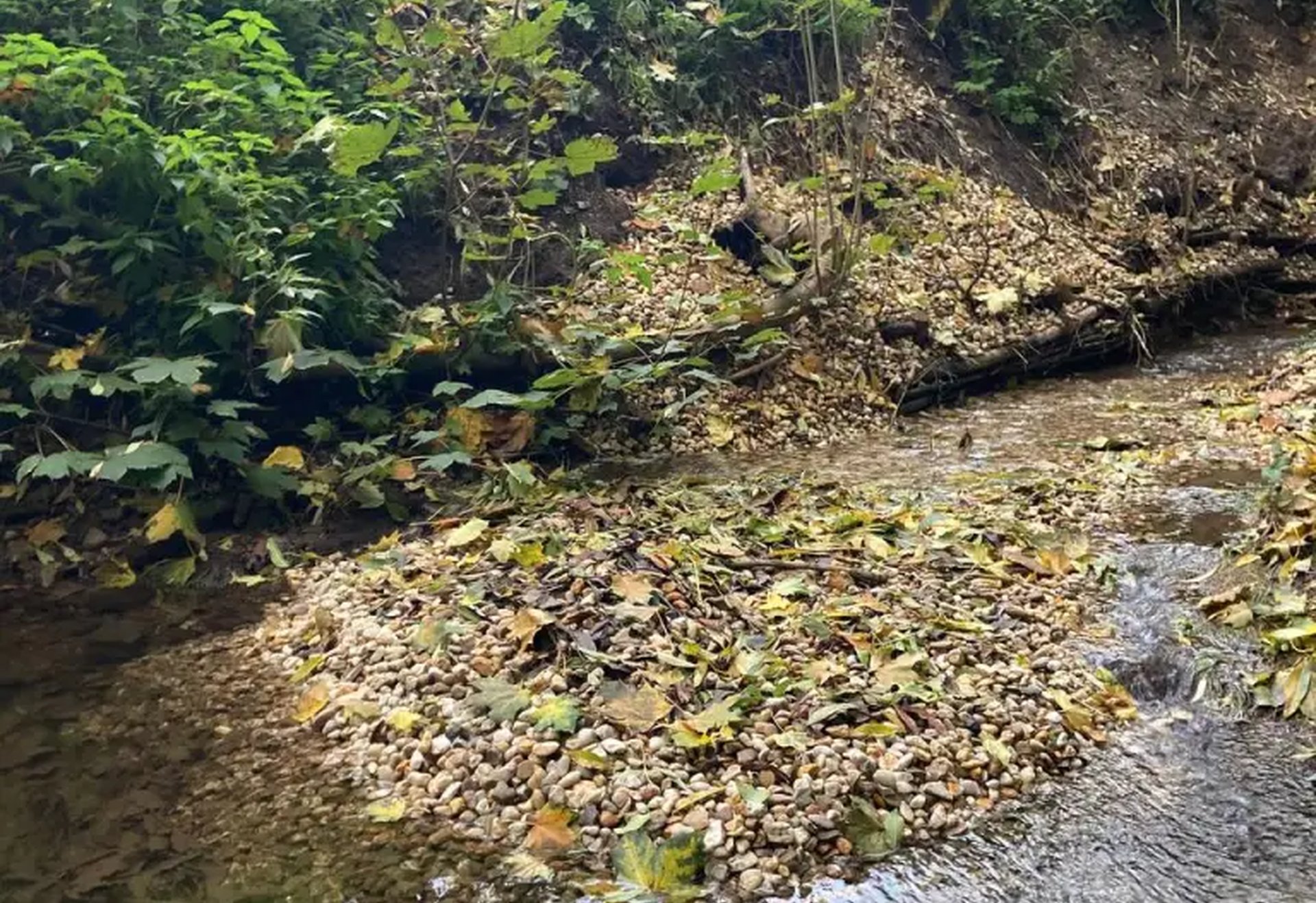 Ein kleiner Bach mit klarem Wasser fließt an einer mit dichtem Grün bewachsenen Böschung entlang. Auf einer Kiesbank liegen viele Blätter.