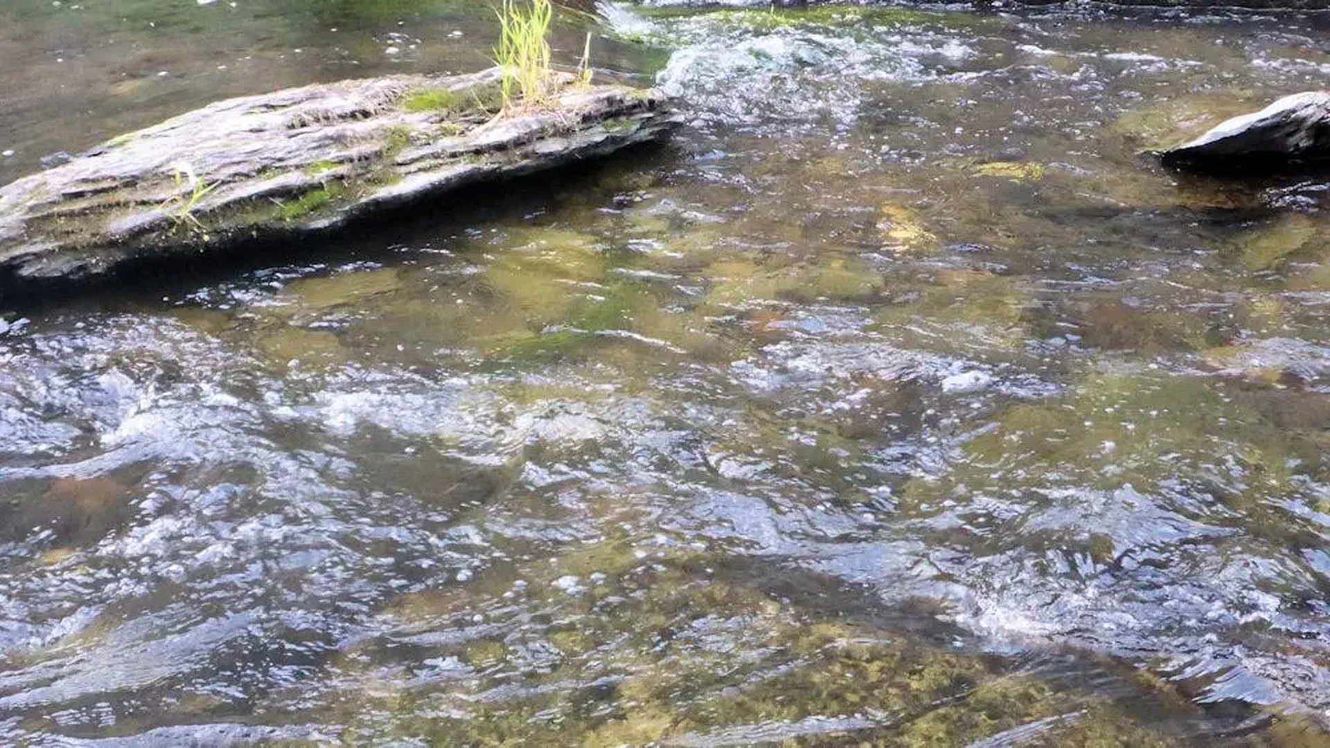 Ein klarer Bach mit leicht fließendem Wasser, Steinen und etwas Gras am Ufer.