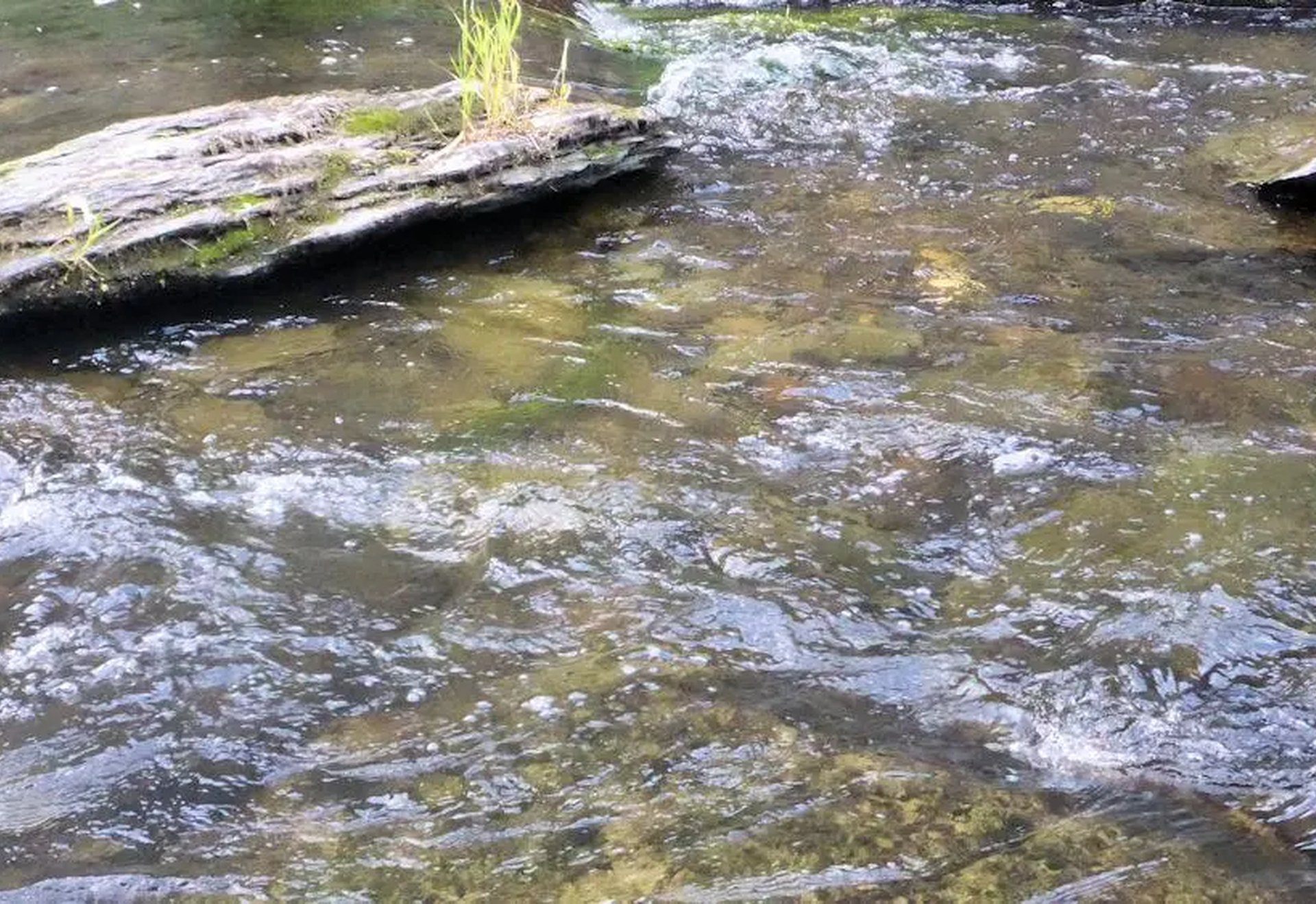 Ein klarer Bach mit leicht fließendem Wasser, Steinen und etwas Gras am Ufer.