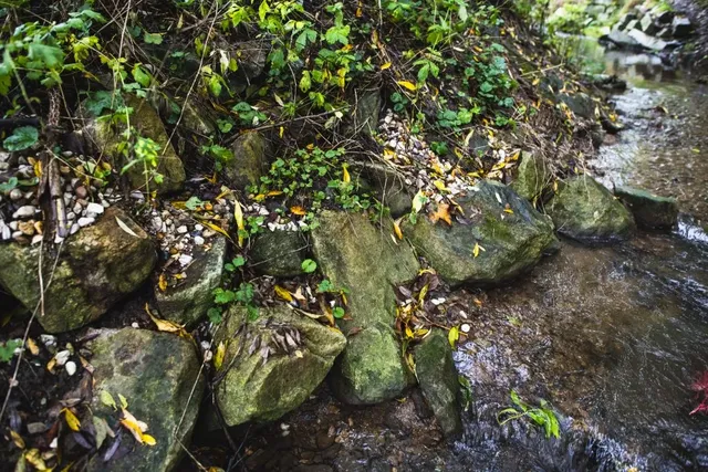 Ein kleiner Bach fließt an moosbedeckten Steinen und grünem Bewuchs am Ufer entlang.