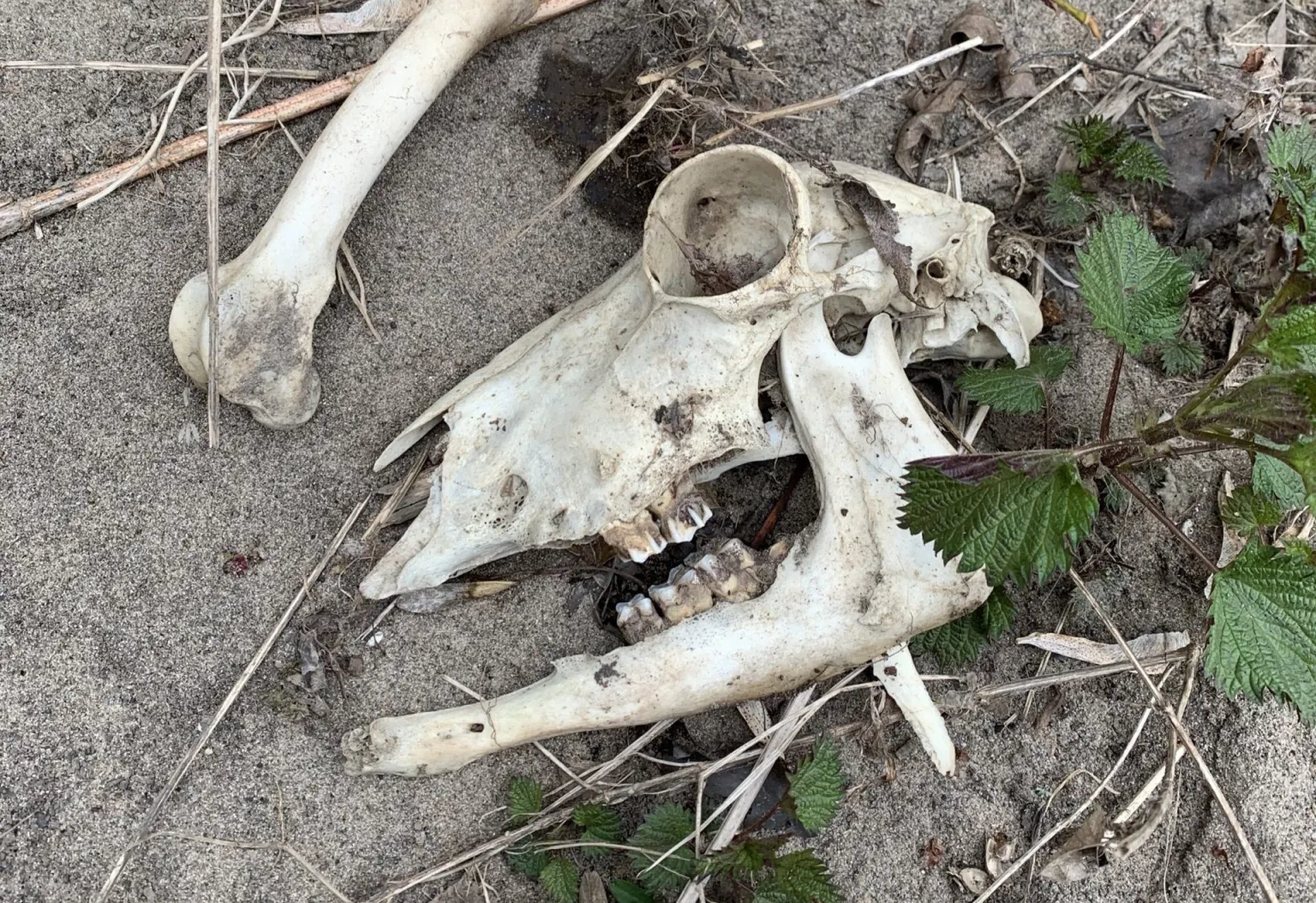 Tierknochen und ein Schädel liegen auf sandigem Boden neben einigen Pflanzen.